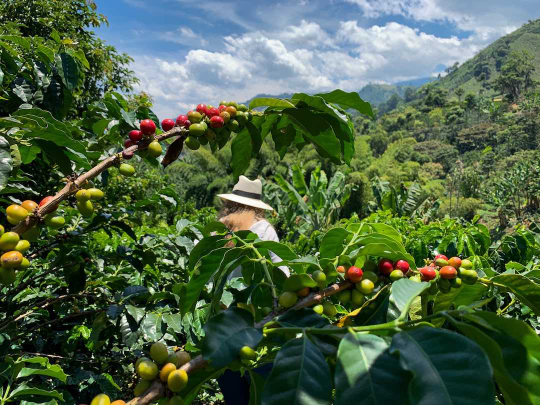 Colombia Cauca Corralejas Natural Anaerobic Castillo - Microlot