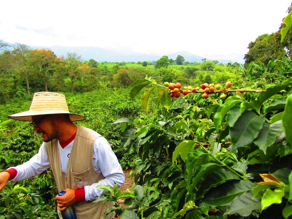 Colombia Huila Terra Verde – Organic