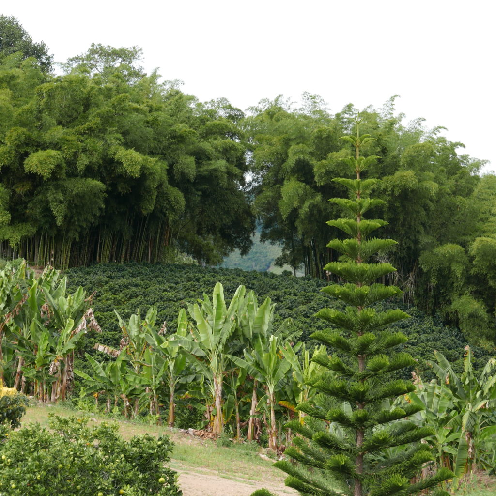 Colombia Huila Terra Verde – Organic