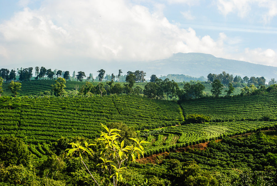 Ethiopia Yirgacheffe 1 Natural Idido