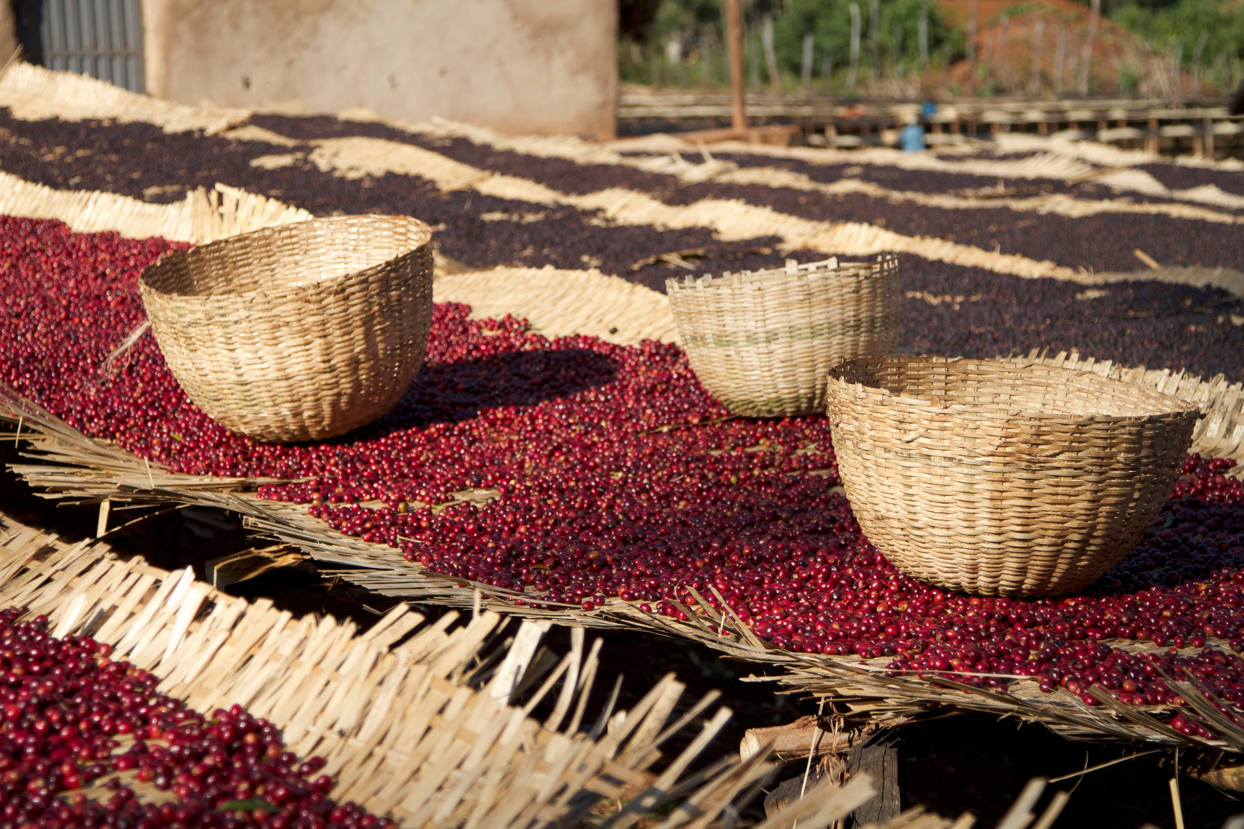 Ethiopia Yirgacheffe 1 Natural Idido