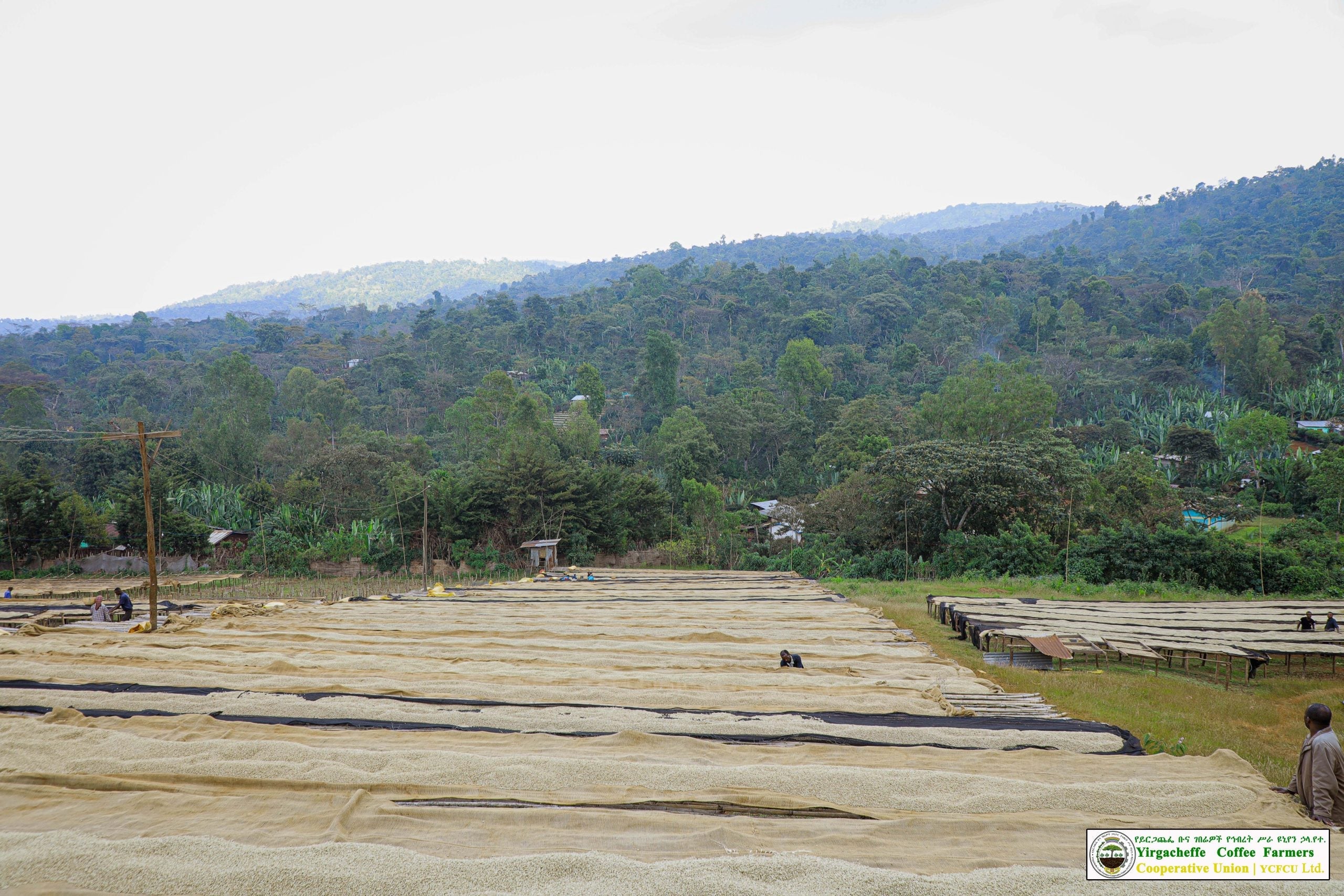 Ethiopia Yirgacheffe 2 Adame Gorbota Washed - Fair Trade/Organic
