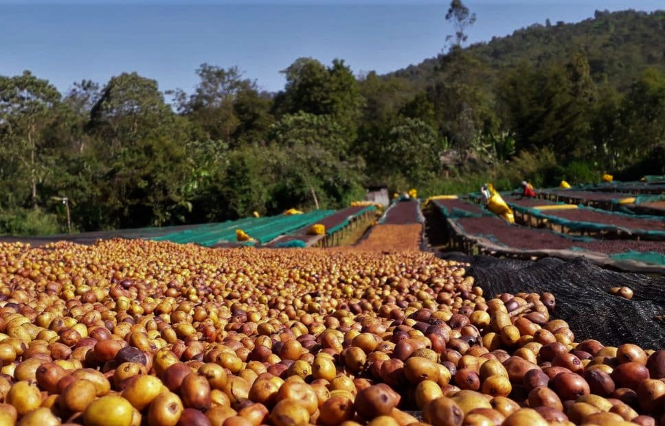 Ethiopia Yirgacheffe 2 Adame Gorbota Washed - Fair Trade/Organic