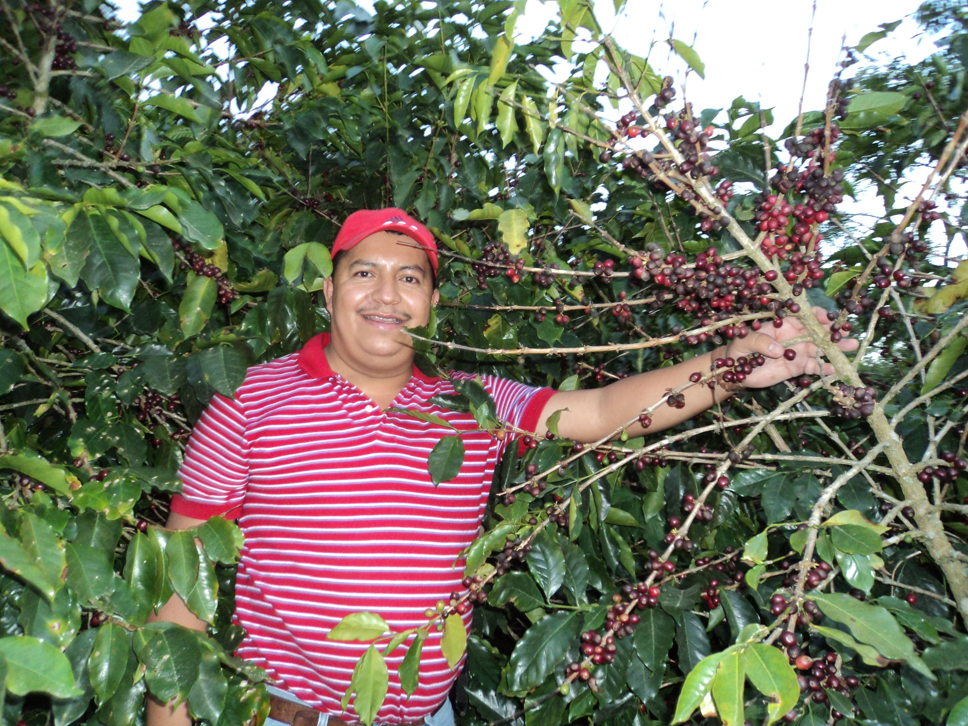 Honduras Comsa SHG EP - Fair Trade/Organic