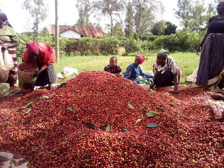 Kenya AA FAQ