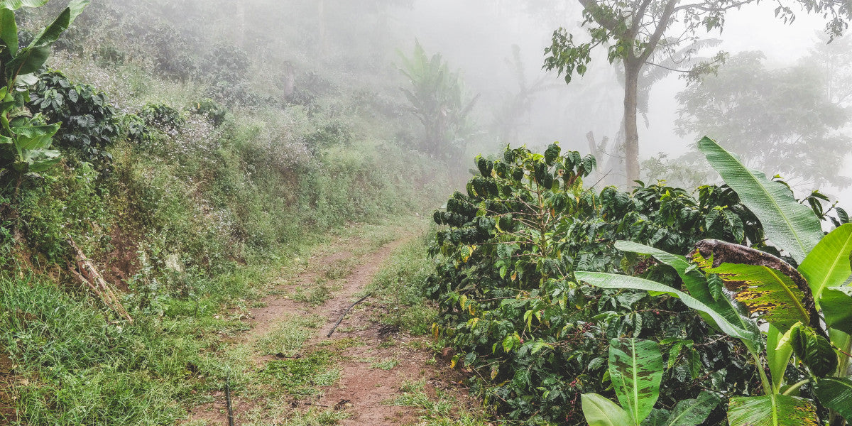 Nicaragua San Juan Del Rio Coco "Bendicion" SHG EP – Organic
