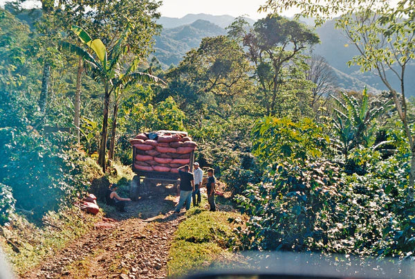 Nicaragua Dipilto SHG EP