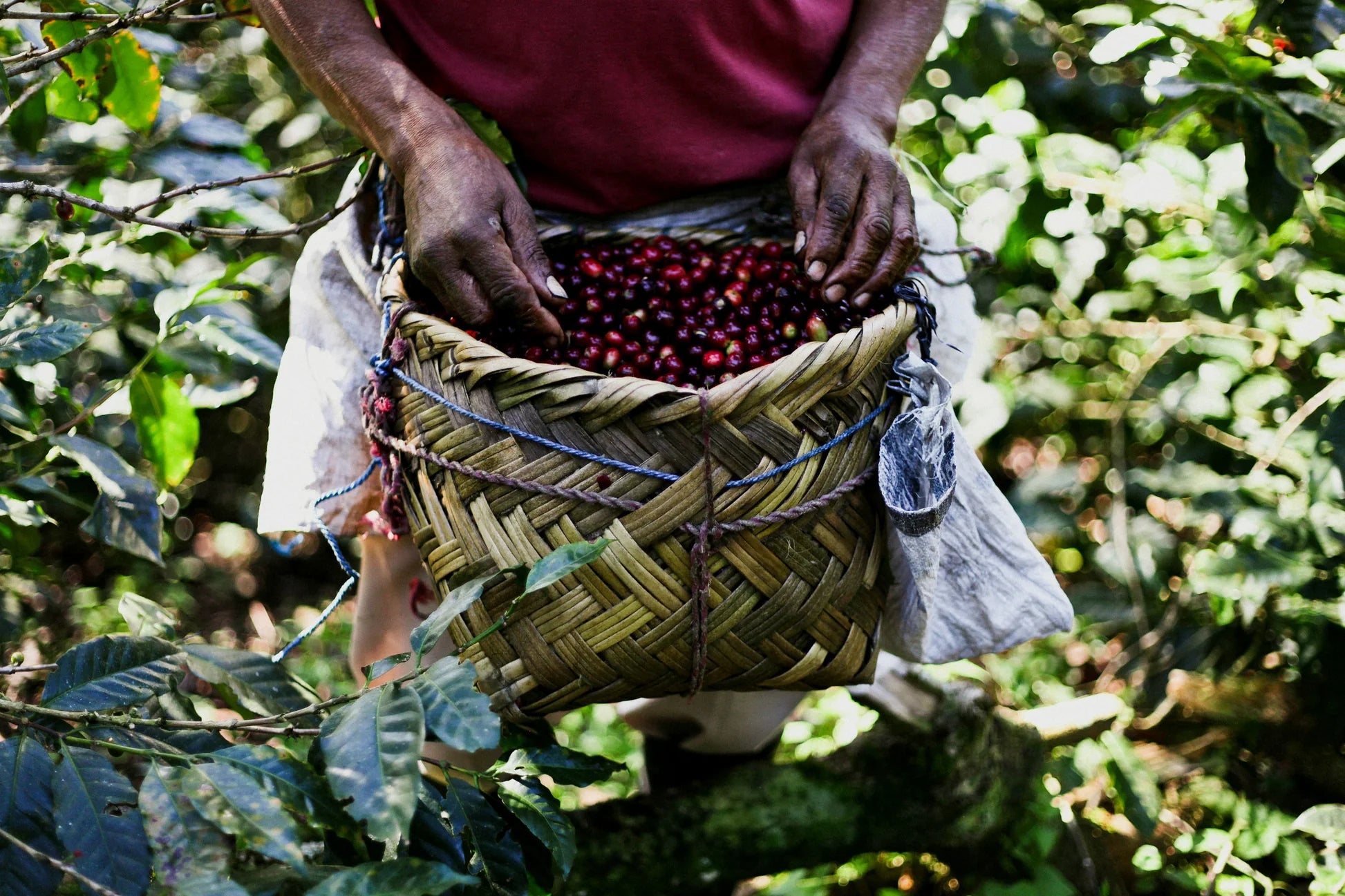 Nicaragua San Juan Del Rio Coco "Bendicion" SHG EP – Organic