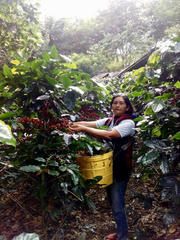 Peru Cafe De Mujer Aproccurma - Fair Trade/Organic