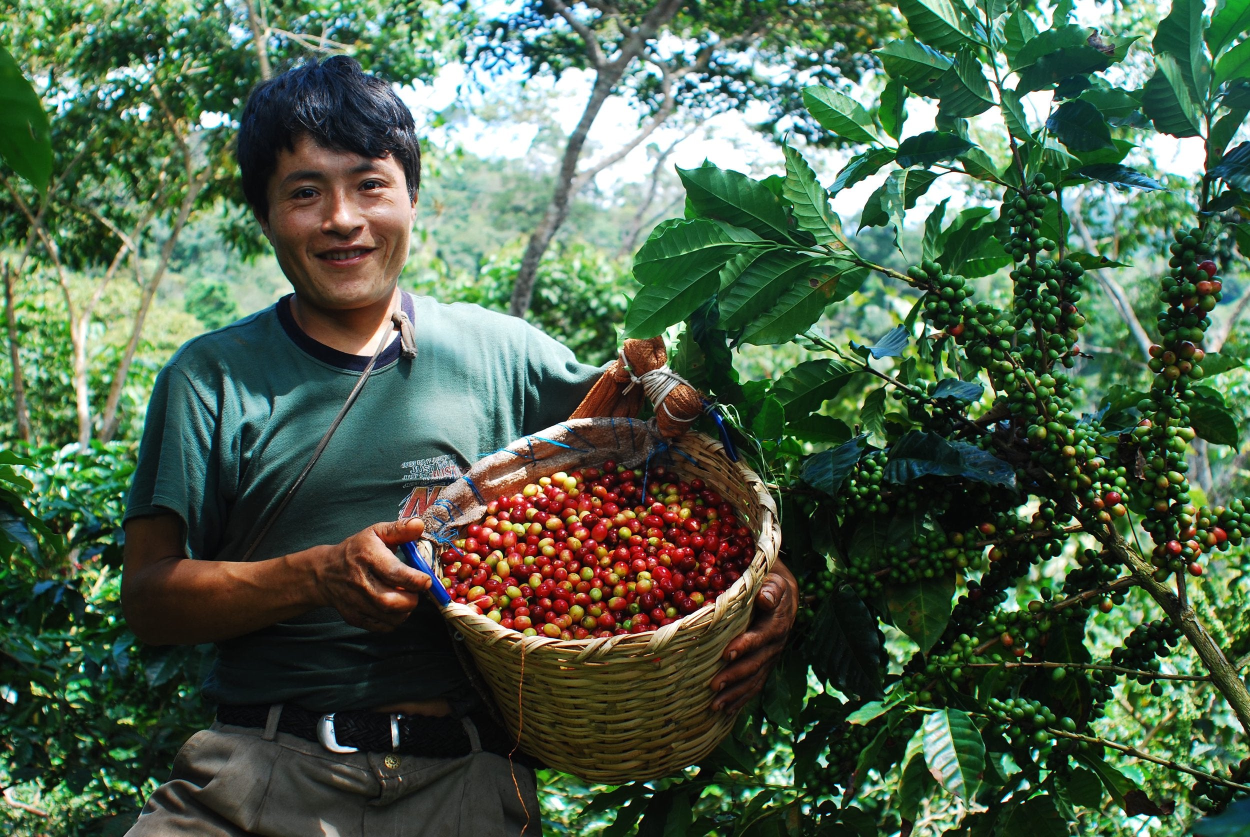 Peru Selva Andina - Organic