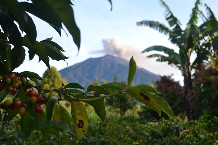 Sumatra Kerinci Premium Grade 1