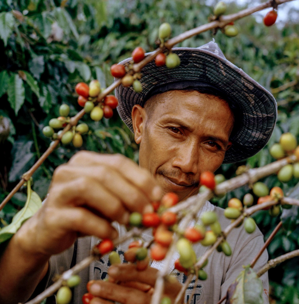 Sumatra Kerinci Premium Grade 1